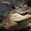 К чему снится крокодил женщине сонник
